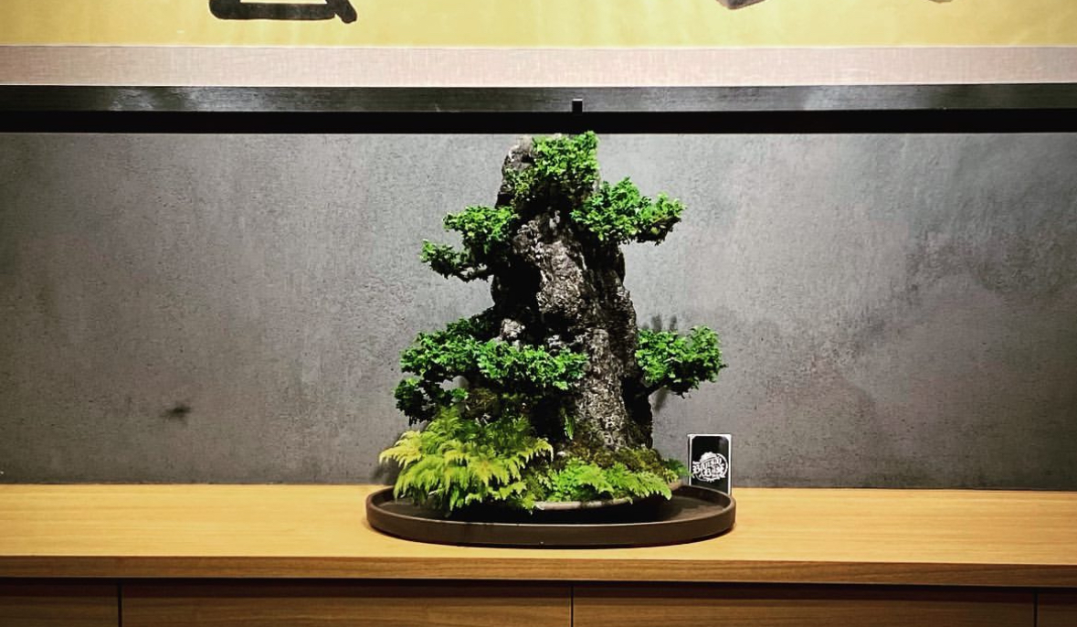 bonsai for sale bonsai for sale