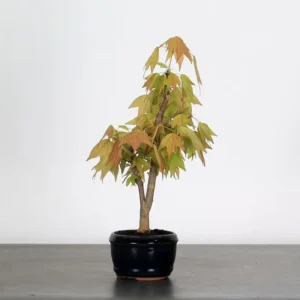 burger maple bonsai (trident maple) – 7 years old