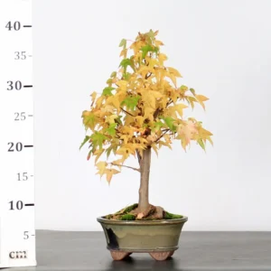 burger maple bonsai (trident maple) – 7 years old