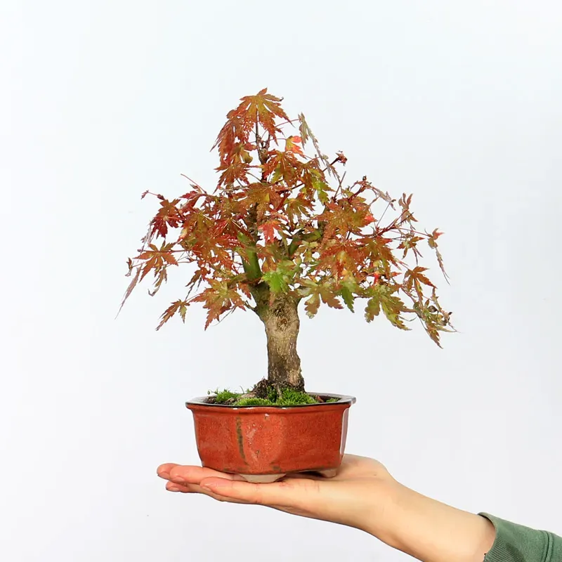 japanese maple “palmatum” bonsai – 10 years old japanese maple “palmatum” bonsai – 10 years old