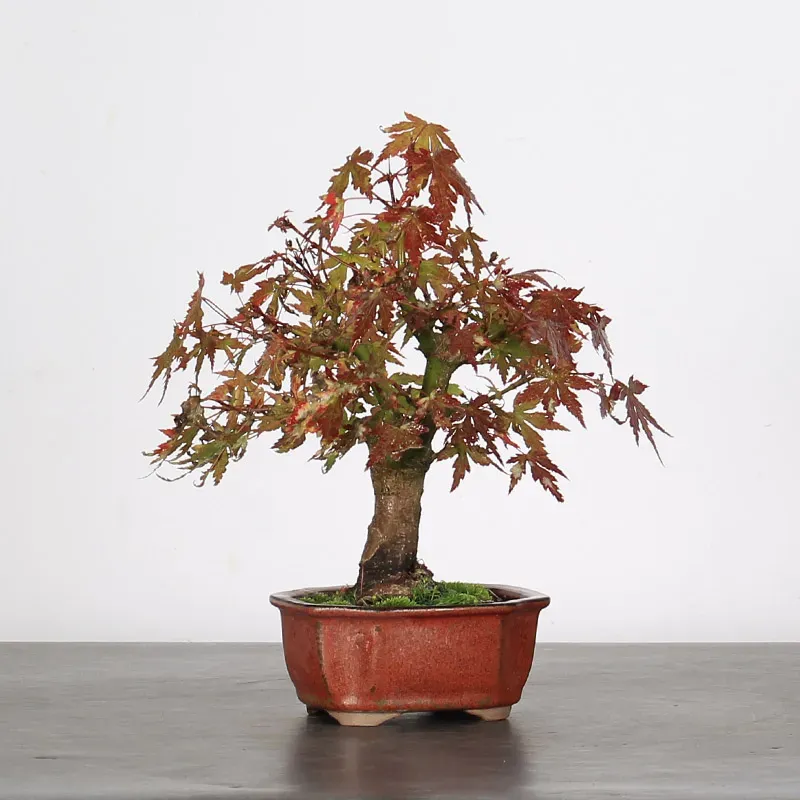 japanese maple “palmatum” bonsai – 10 years old japanese maple “palmatum” bonsai – 10 years old