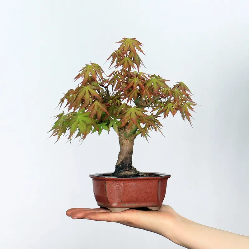 japanese maple “palmatum” bonsai – 10 years old japanese maple “palmatum” bonsai – 10 years old