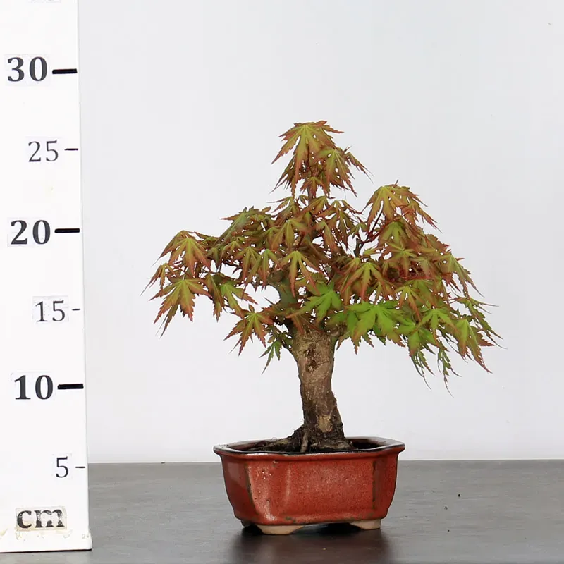 japanese maple “palmatum” bonsai – 10 years old japanese maple “palmatum” bonsai – 10 years old