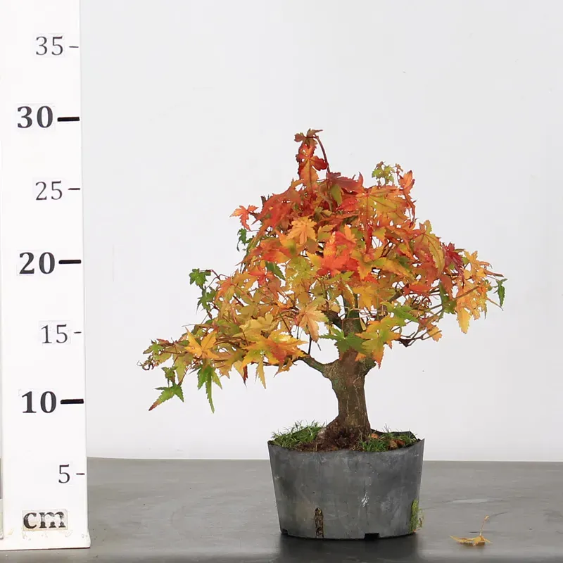 japanese maple “palmatum” bonsai – 15 years old japanese maple “palmatum” bonsai – 15 years old