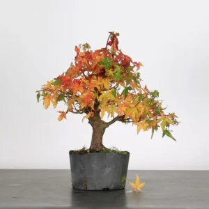 japanese maple “palmatum” bonsai – 15 years old