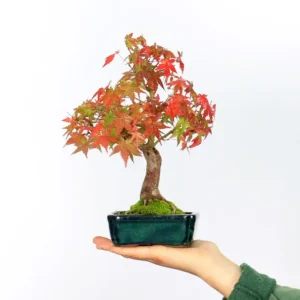 japanese maple “palmatum” bonsai – 10 years old