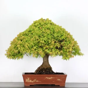 kiyohime maple bonsai – 50 years old