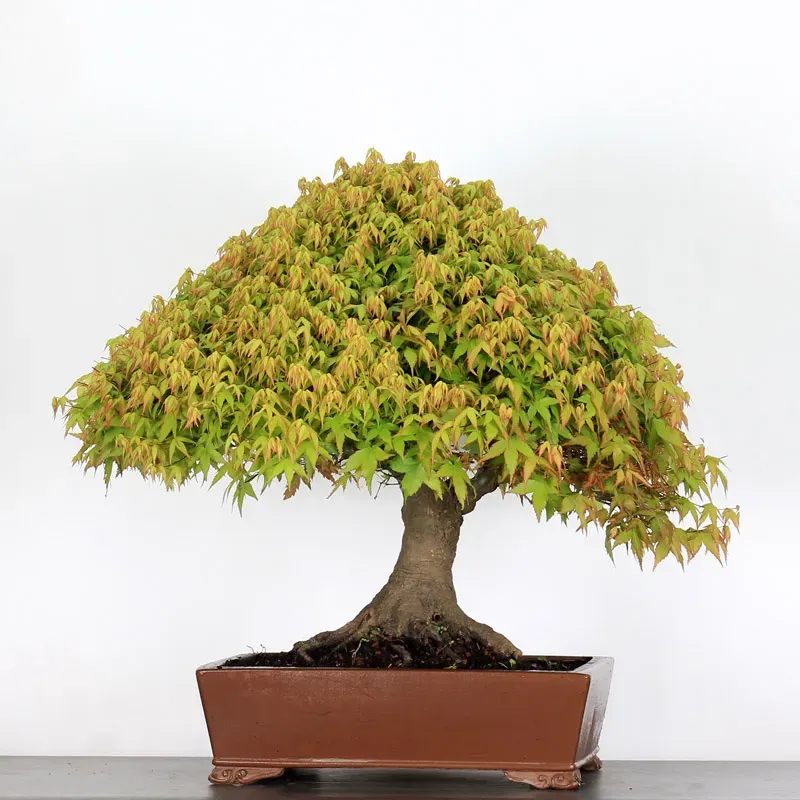 kiyohime maple bonsai – 50 years old kiyohime maple bonsai – 50 years old