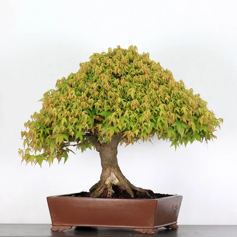 kiyohime maple bonsai – 50 years old kiyohime maple bonsai – 50 years old