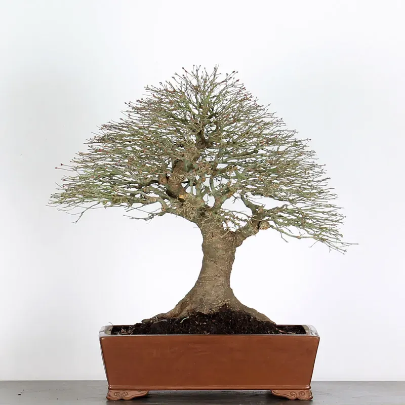 kiyohime maple bonsai – 50 years old kiyohime maple bonsai – 50 years old