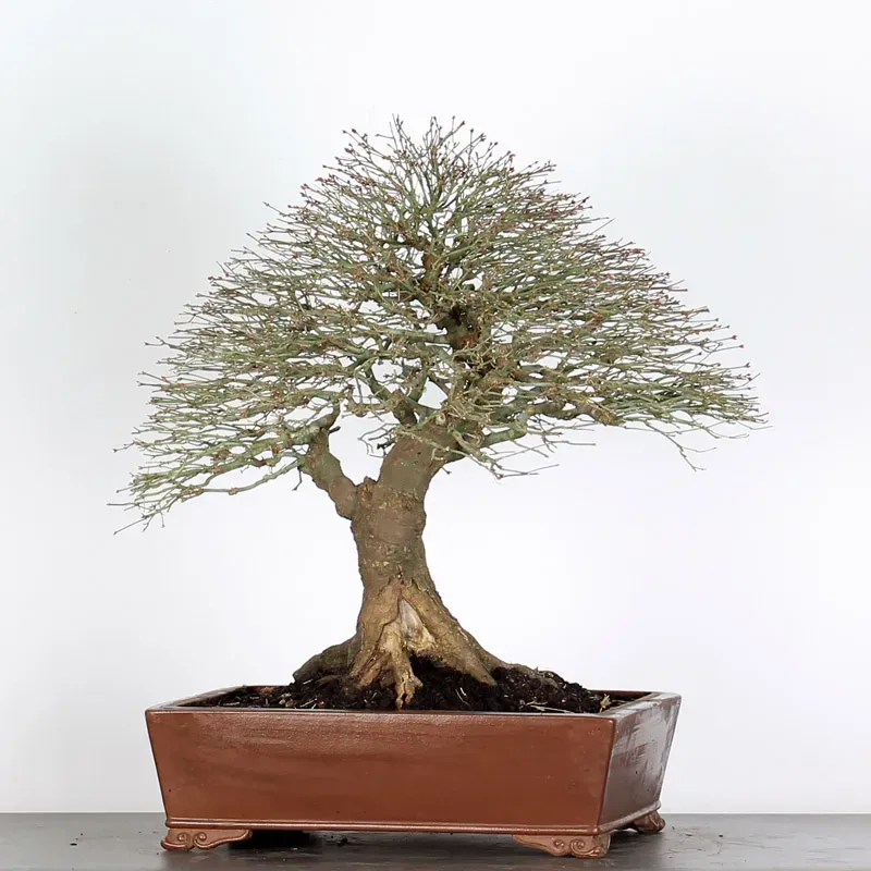kiyohime maple bonsai – 50 years old kiyohime maple bonsai – 50 years old