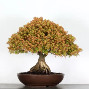 kiyohime maple bonsai – 50 years old