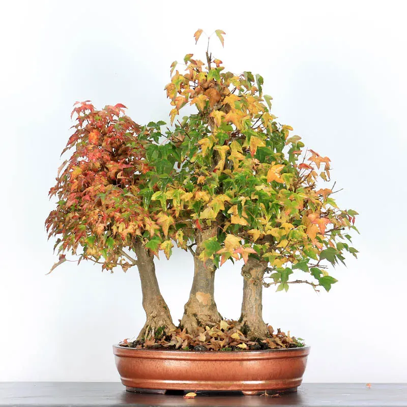 buerger maple bonsai forest – 35 years old buerger maple bonsai forest – 35 years old