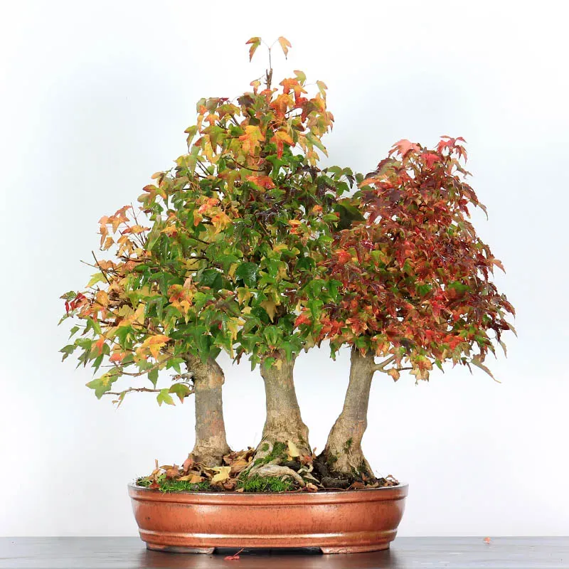 buerger maple bonsai forest – 35 years old buerger maple bonsai forest – 35 years old