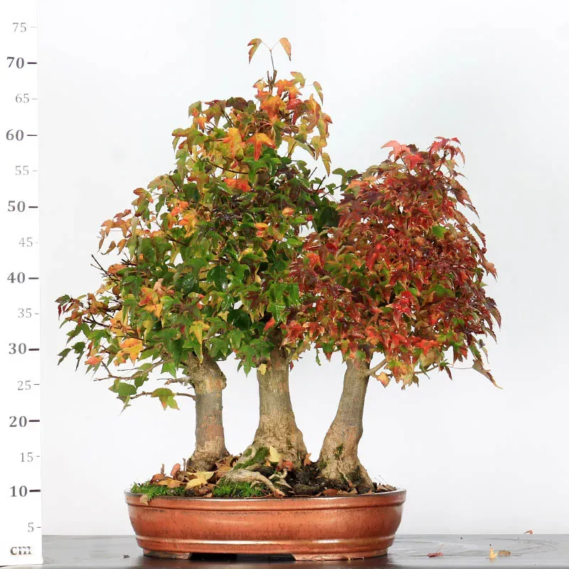buerger maple bonsai forest – 35 years old buerger maple bonsai forest – 35 years old
