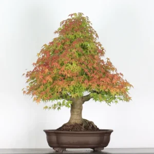 japanese maple “palmatum” bonsai – 35 years old