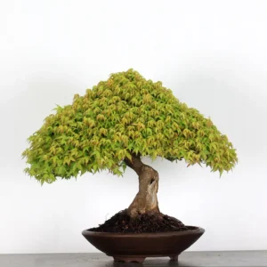 kiyohime maple bonsai – 45 years old