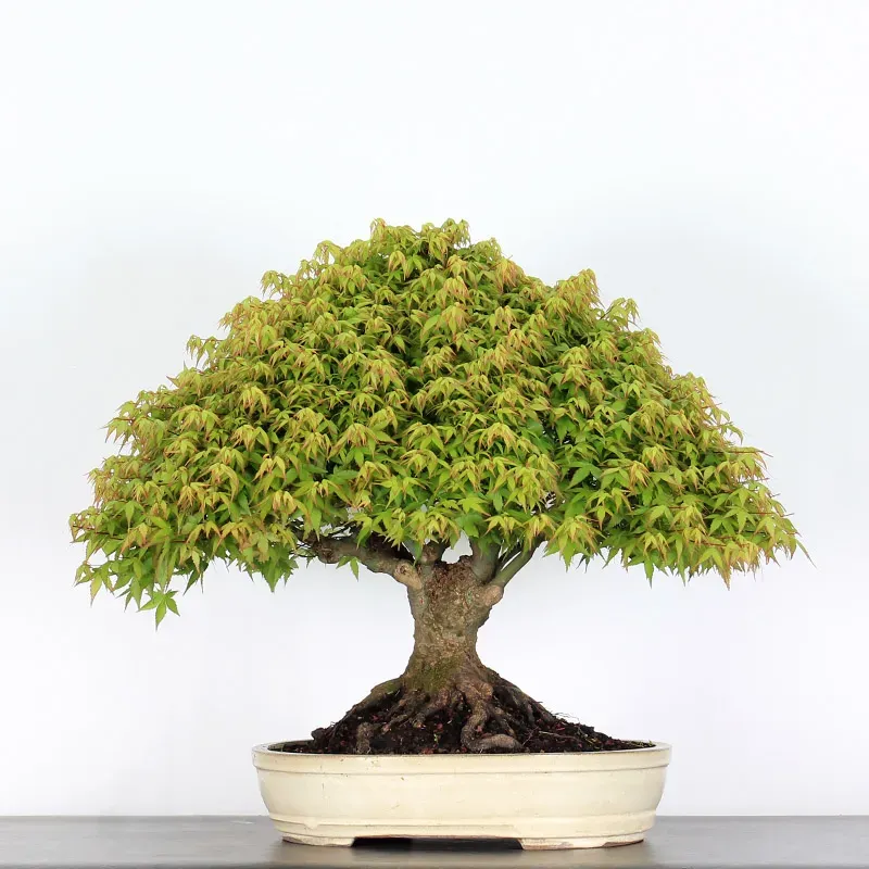 kiyohime maple bonsai – 45 years old kiyohime maple bonsai – 45 years old