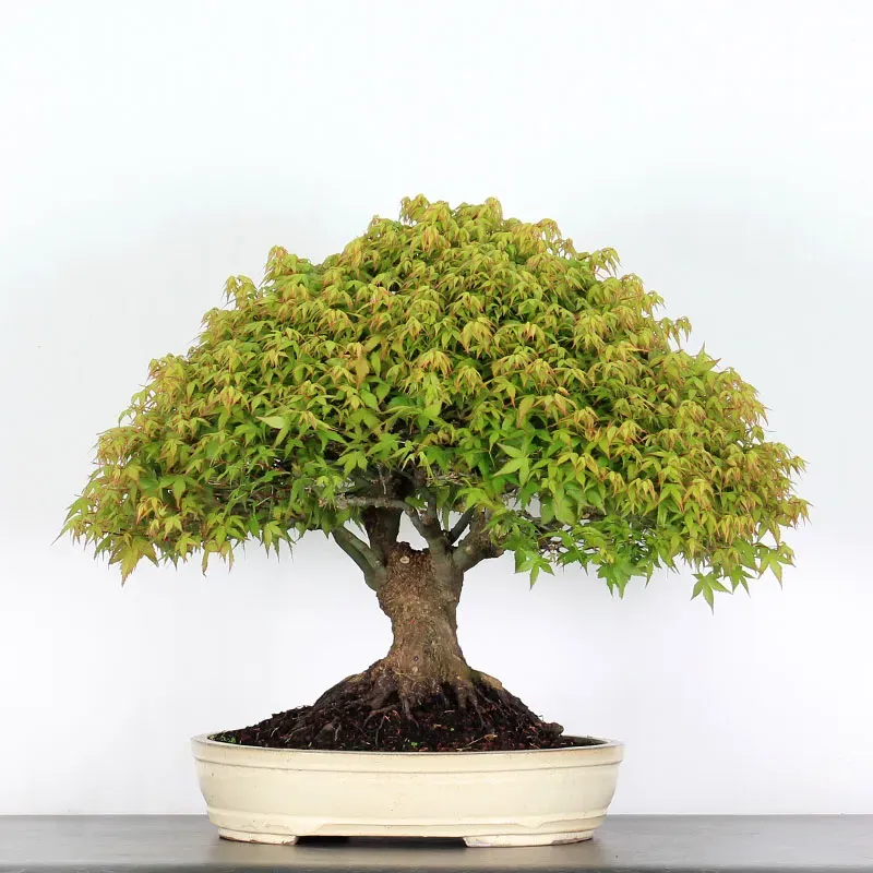 kiyohime maple bonsai – 45 years old kiyohime maple bonsai – 45 years old