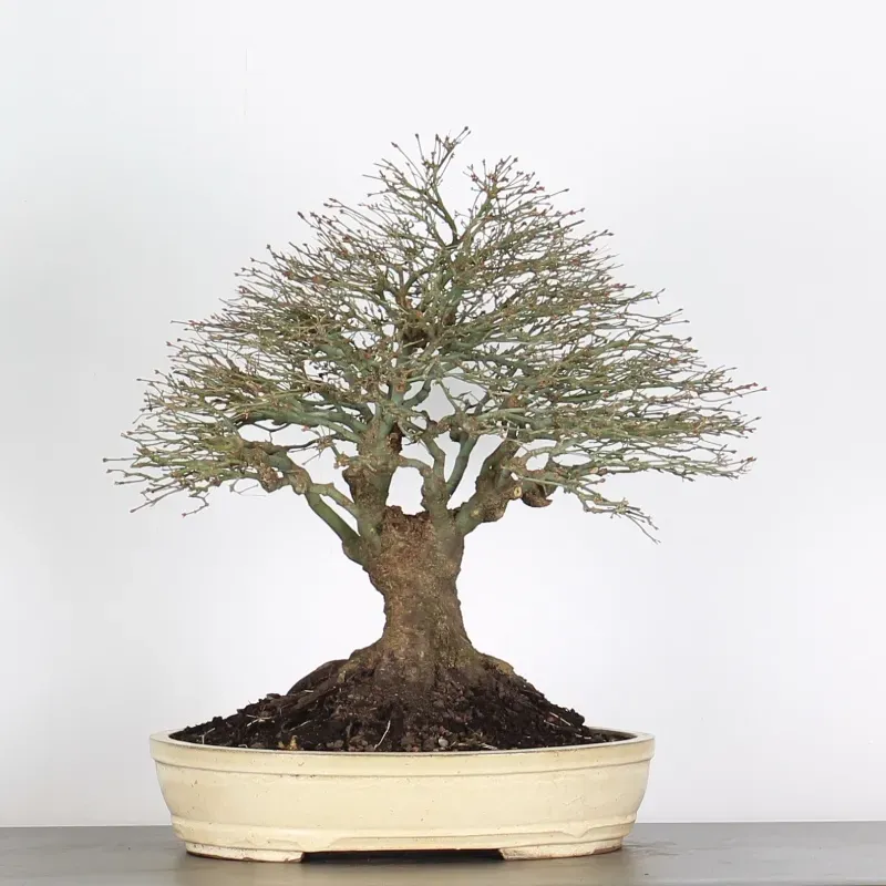 kiyohime maple bonsai – 45 years old kiyohime maple bonsai – 45 years old