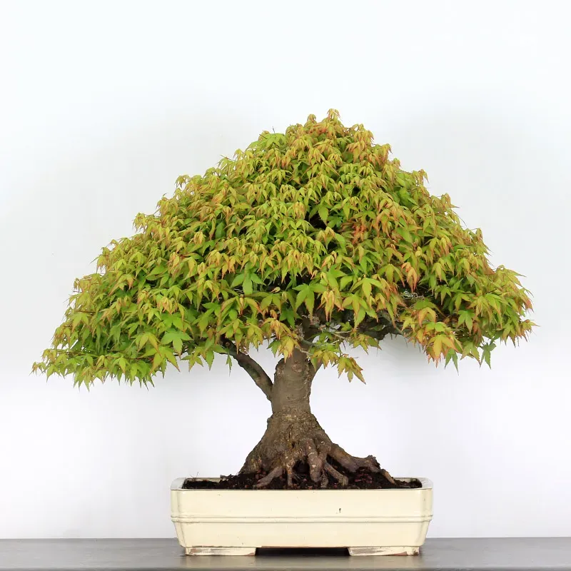 kiyohime maple bonsai – 50 years old kiyohime maple bonsai – 50 years old