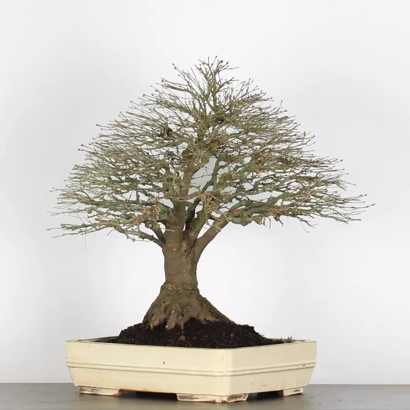kiyohime maple bonsai – 50 years old kiyohime maple bonsai – 50 years old