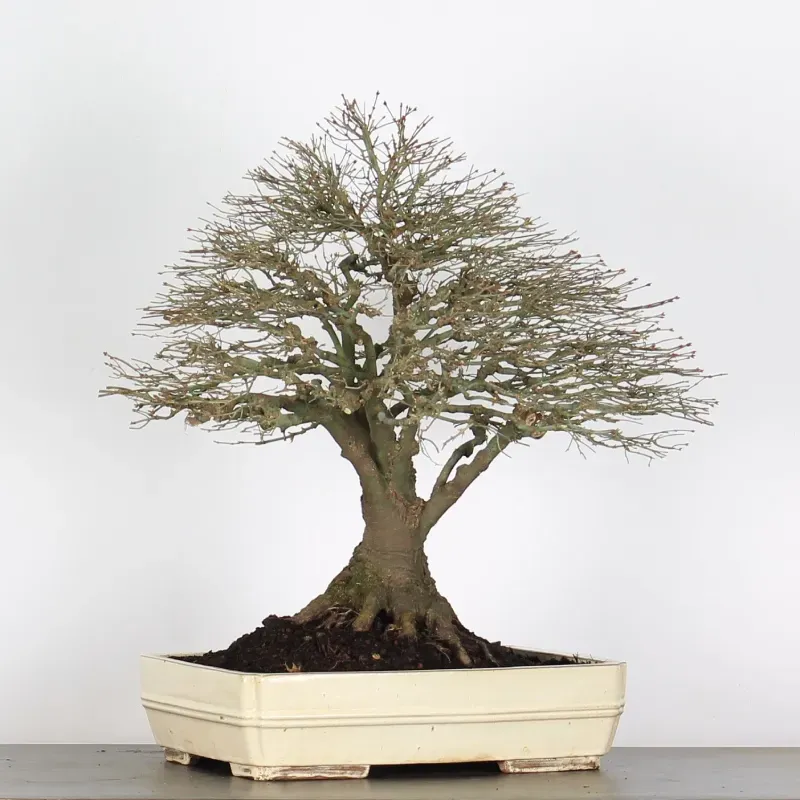 kiyohime maple bonsai – 50 years old kiyohime maple bonsai – 50 years old