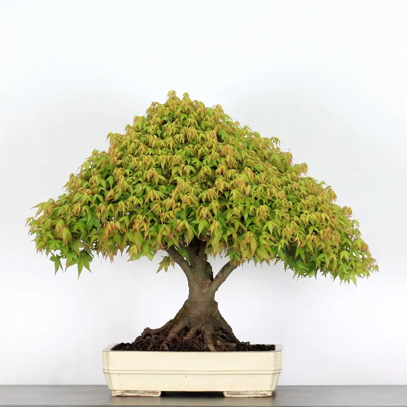 kiyohime maple bonsai – 50 years old kiyohime maple bonsai – 50 years old