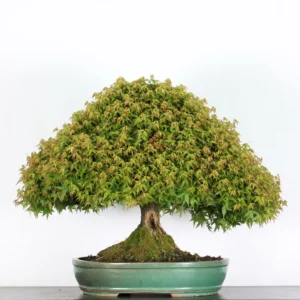 kiyohime maple bonsai – 50 years old