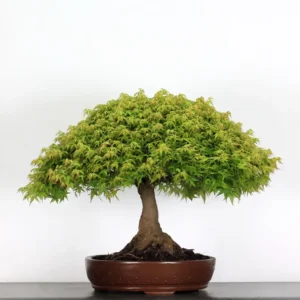 kiyohime maple bonsai – 45 years old