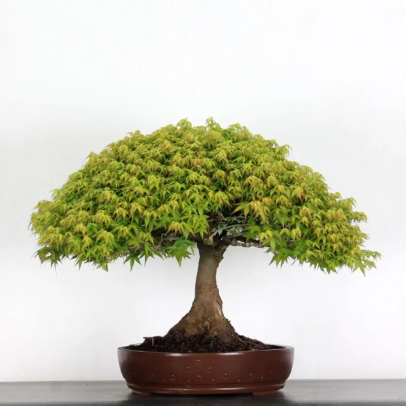 kiyohime maple bonsai – 45 years old kiyohime maple bonsai – 45 years old