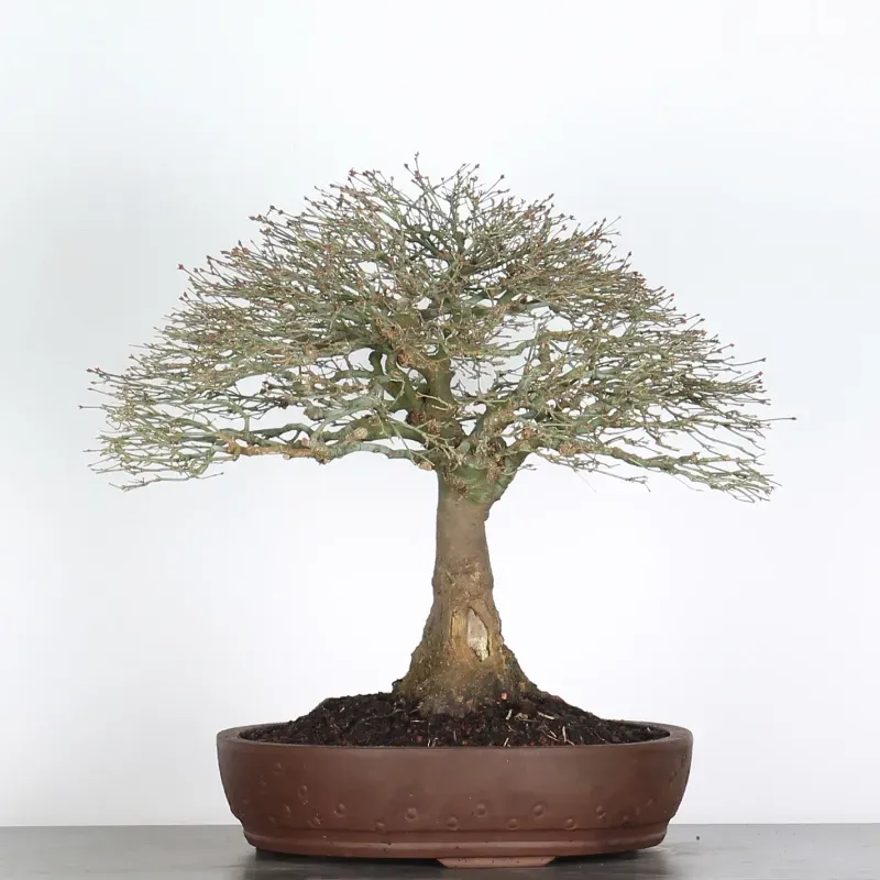 kiyohime maple bonsai – 45 years old kiyohime maple bonsai – 45 years old