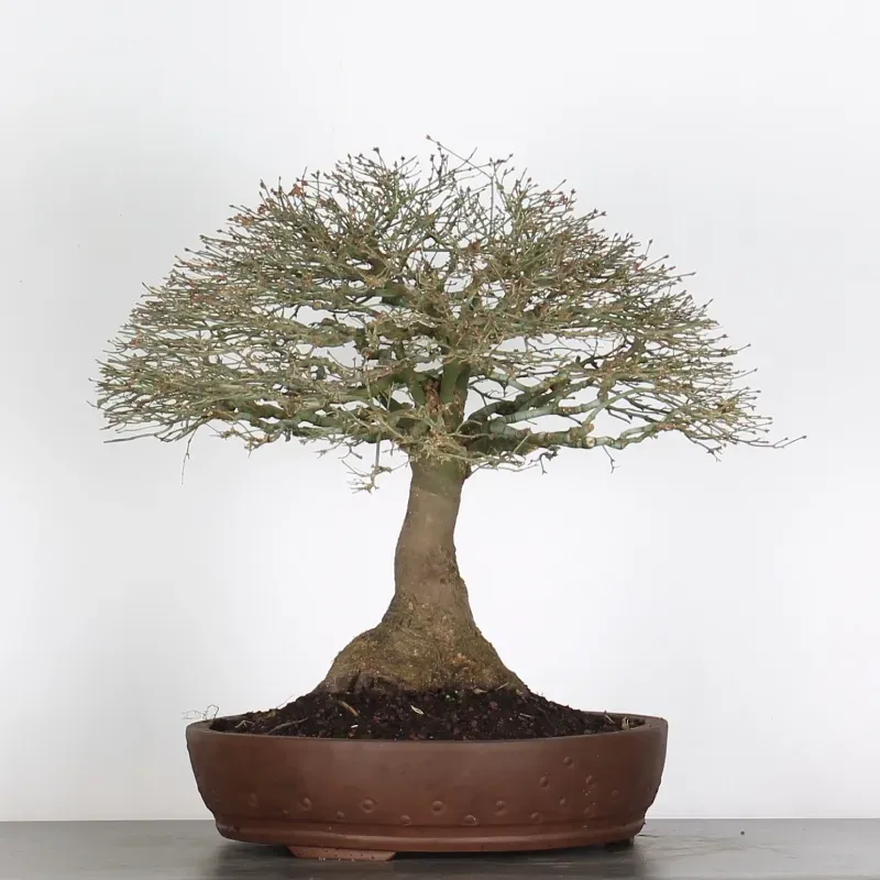 kiyohime maple bonsai – 45 years old kiyohime maple bonsai – 45 years old