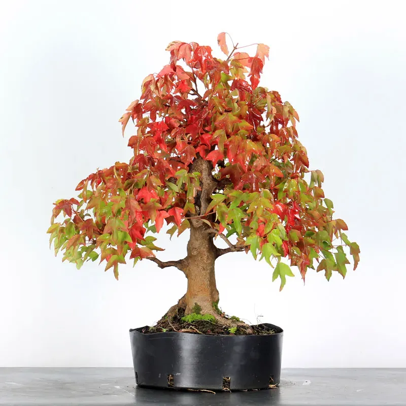 maple burger bonsai – 30 years old (55 cm) maple burger bonsai – 30 years old (55 cm)