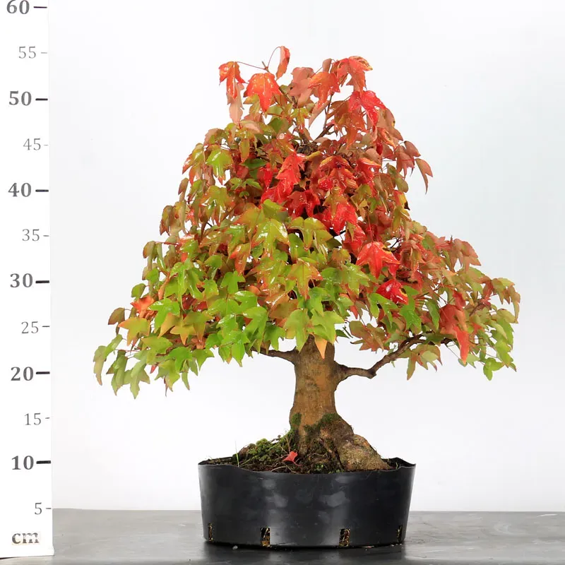 maple burger bonsai – 30 years old (55 cm) maple burger bonsai – 30 years old (55 cm)