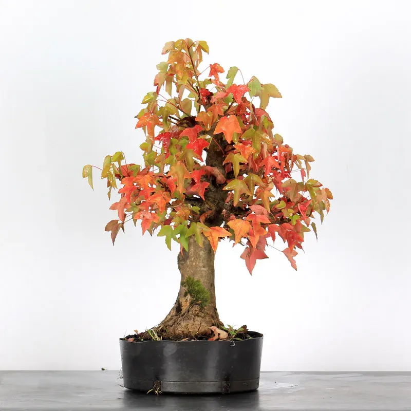 maple burger bonsai – 30 years old (54 cm) maple burger bonsai – 30 years old (54 cm)