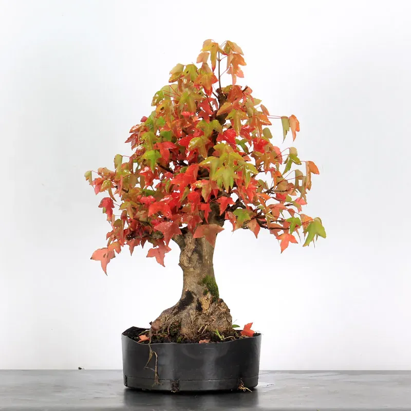 maple burger bonsai – 30 years old (54 cm) maple burger bonsai – 30 years old (54 cm)