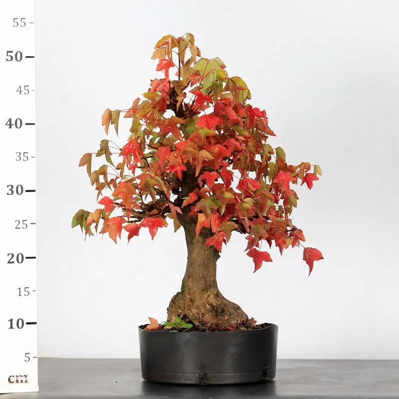 maple burger bonsai – 30 years old (54 cm) maple burger bonsai – 30 years old (54 cm)