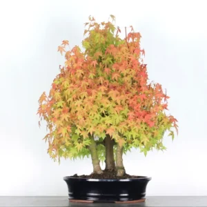 the japanese maple "palmatum" a so called "stock" variety, known for its vigor, resistance, and frequent use as a rootstock for more delicate cultivars. this ideal variety for amateurs wishing to begin bonsai work thanks to its robustness and steady growth. pinkish green foliage in spring, it turns flamboyant red in fall, offering a unique seasonal spectacle. composition of 3 acer palmatun, arranged to recreate the harmony of a miniature forest. each tree is carefully selected and positioned, with variations in size and nebari to enhance visual depth and the natural perspective characteristic of bonsai forests. photos taken in september 2025 waist 75 cm location outside age 20 years foliage deciduous height entre 40 et 80 cm