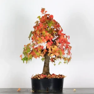 Home maple burger bonsai – 30 years old (68 cm)