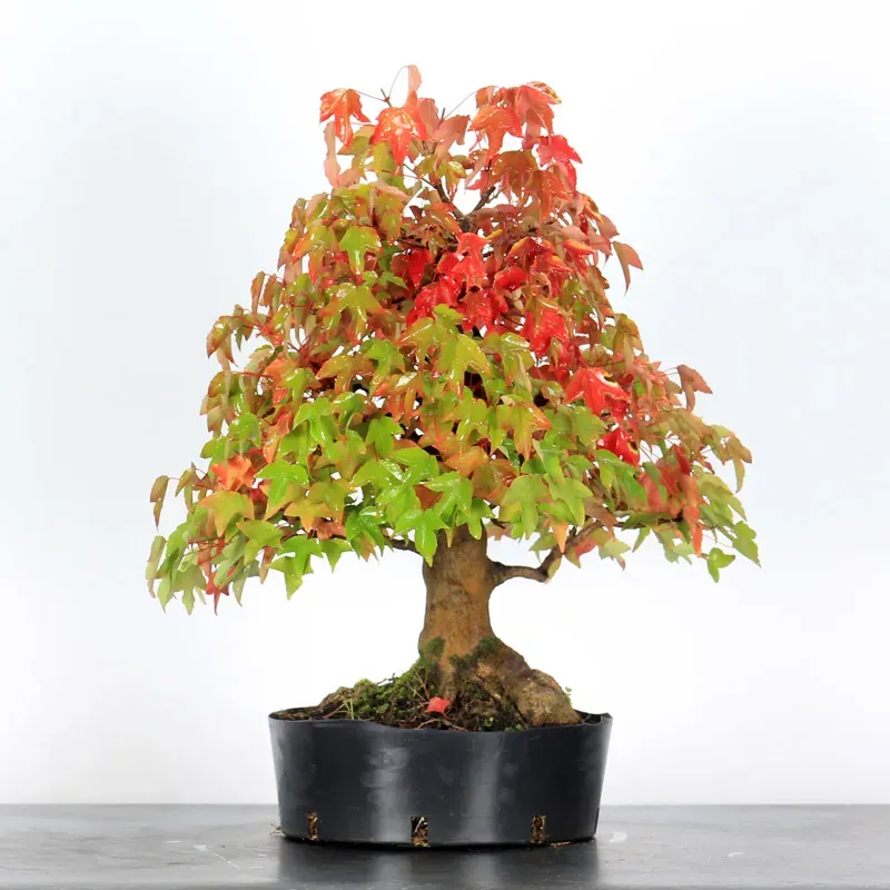 auto draft auto draft