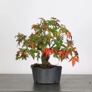 japanese maple “palmatum” bonsai – 15 years old (27 cm)