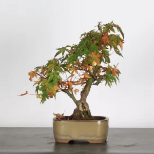 japanese maple “palmatum” bonsai – 12 years old (35 cm)