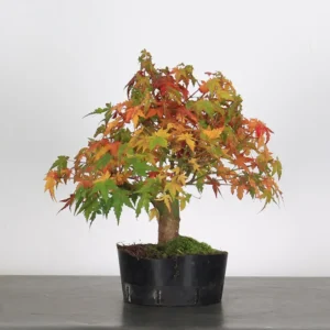 Home japanese maple “palmatum” bonsai – 15 years old (35 cm)