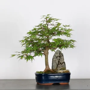 Home japanese maple “palmatum” bonsai – 15 years old (40 cm)