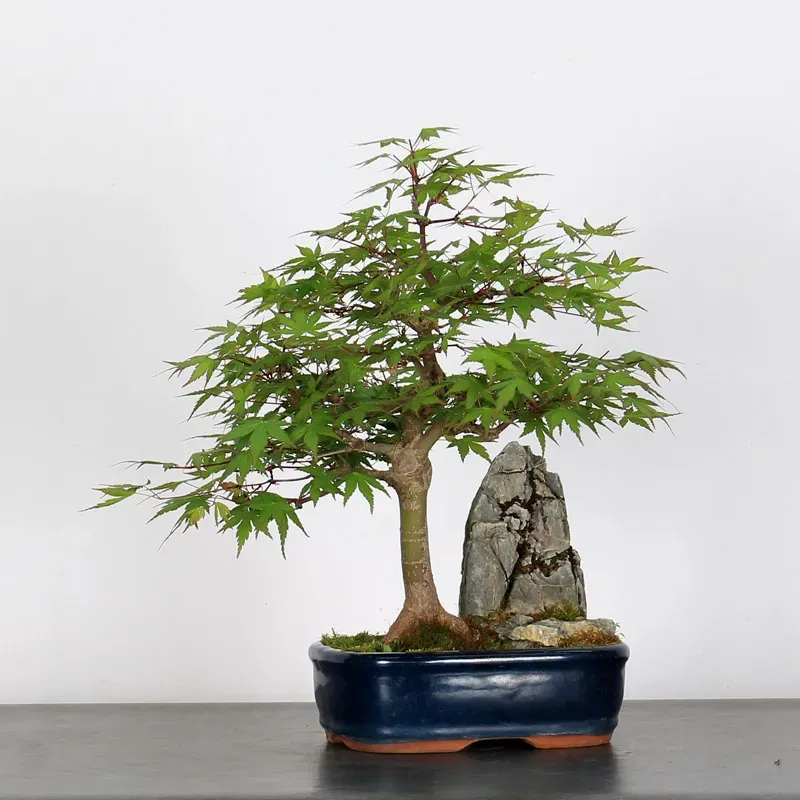 japanese maple “palmatum” bonsai – 15 years old (40 cm) japanese maple “palmatum” bonsai – 15 years old (40 cm)