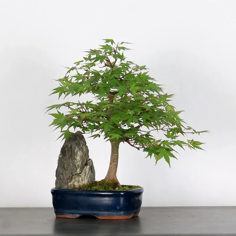 japanese maple “palmatum” bonsai – 15 years old (40 cm) japanese maple “palmatum” bonsai – 15 years old (40 cm)