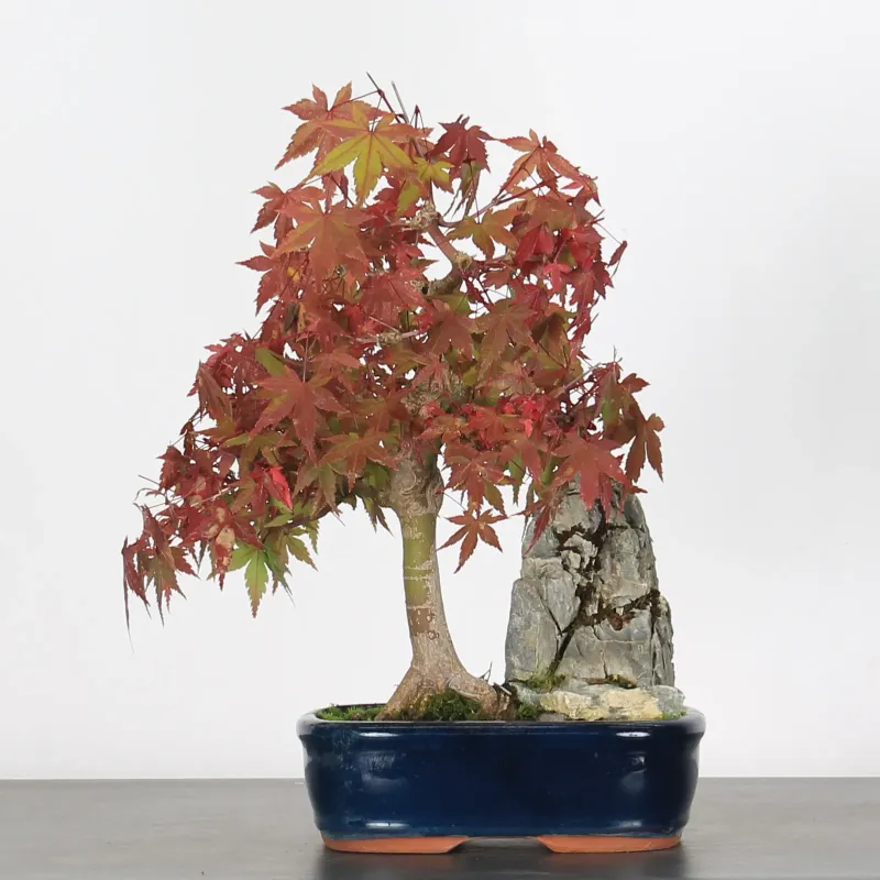 japanese maple “palmatum” bonsai – 15 years old (40 cm) japanese maple “palmatum” bonsai – 15 years old (40 cm)