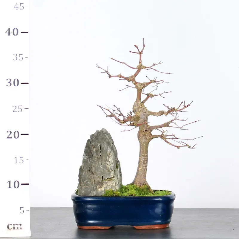 japanese maple “palmatum” bonsai – 15 years old (40 cm) japanese maple “palmatum” bonsai – 15 years old (40 cm)