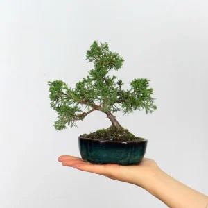 juniper bonsai “juniperus” – 6 years old (20 cm)